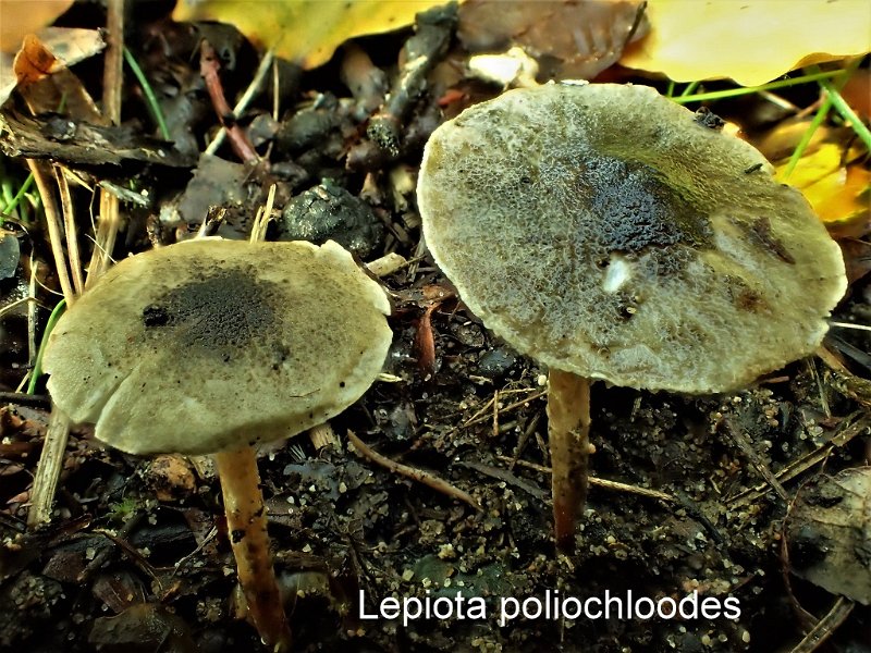 Lepiota poliochloodes-amf2056.jpg - Lepiota poliochloodes ; Nom français: Lepiote à chapeau gris olive